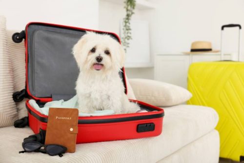 viagens com pets